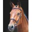 Salisbury Bodenham Bridle In Austrailan Nut
